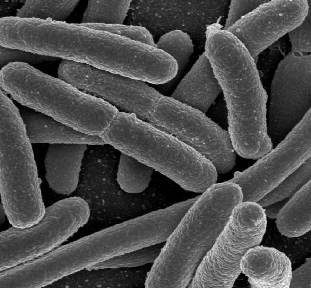 Vi khuẩn E.coli cũng có ích 