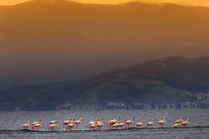 Ảnh đẹp: Đàn chim hồng hạc trên bãi biển Nea Kios