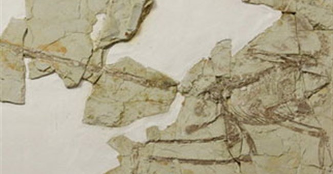 Phát hiện bộ xương của chim trong bụng khủng long