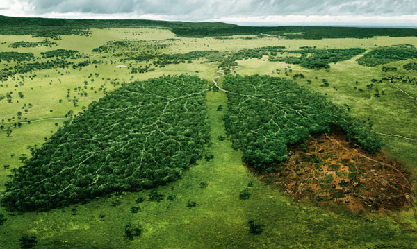 “Vũ khí” mới ngăn nạn phá rừng 