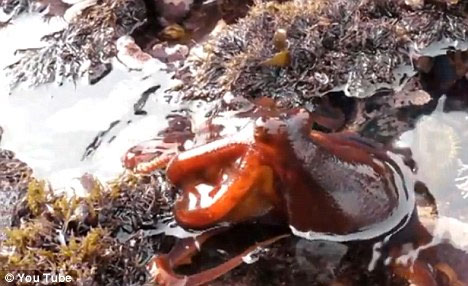 Video: Bạch tuộc đi bộ trên cạn