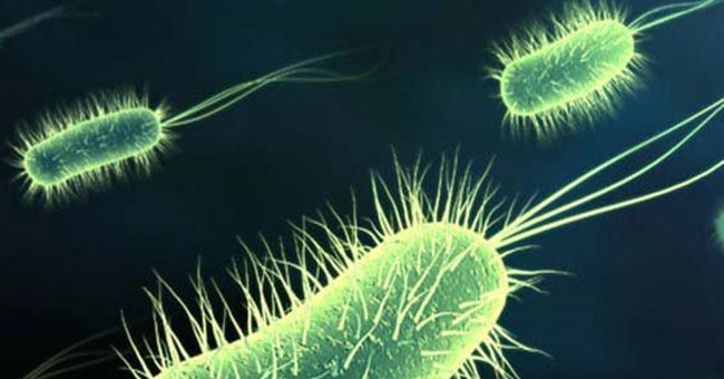 Có thể diệt tận gốc vi khuẩn gây loét, ung thư ruột