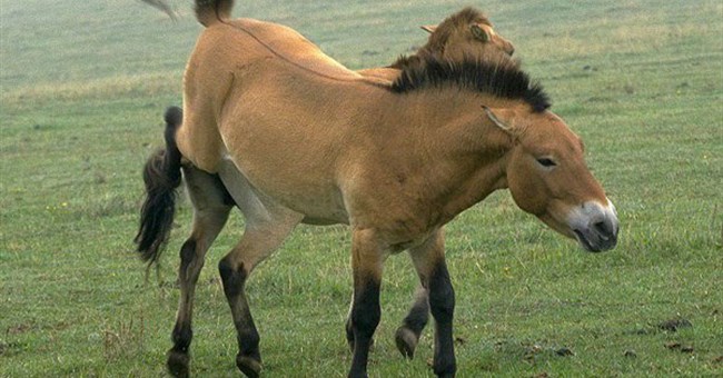 Những loài vật sắp biến mất trên Trái đất 