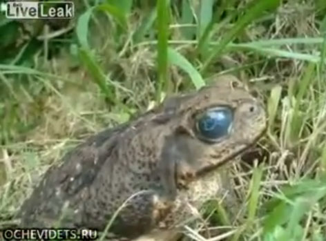 Video: Giun "nhảy múa" trong mắt ếch