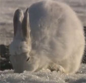 Video: Vũ điệu ngẫu hứng của thỏ
