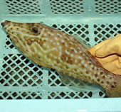 Nhật Bản bắt được loài cá độc gấp 50 lần cá nóc