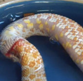Video: Con rắn quằn quại nuốt chính mình