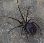 Hàng trăm nhện độc xâm nhập căn cứ Hải quân Anh