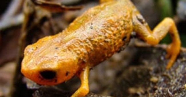 Phát hiện loài ếch mới cực nhỏ có 3 ngón chân