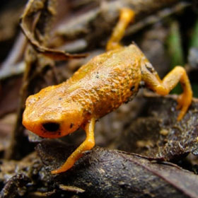 Phát hiện loài ếch mới cực nhỏ có 3 ngón chân