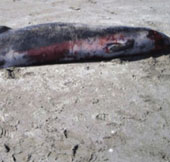Mẹ con cá voi hiếm nhất thế giới chết vì mắc cạn