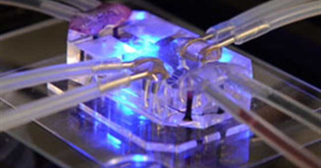 "Chip phổi" và triển vọng thay thế nghiên cứu trên động vật