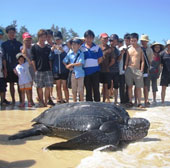 Bắt được rùa biển nặng hơn 300kg