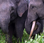 Indonesia: Thêm 3 con voi Sumarta chết vì nhiễm độc