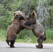 Cảnh cảnh trận boxing của gấu xám