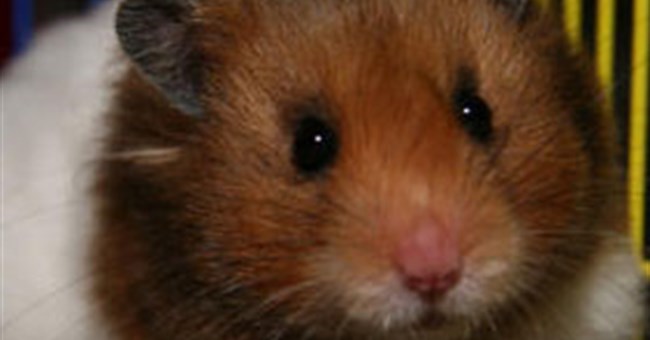 Động vật bị nuôi nhốt cũng chán nản