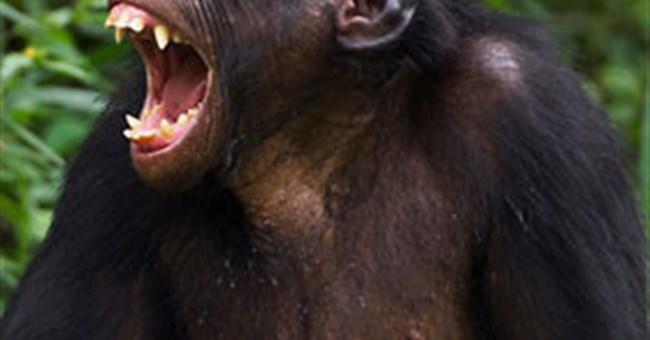 Lý giải hiệu ứng ngáp dây chuyền ở động vật