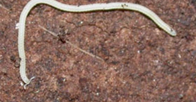 Cận cảnh sinh vật nhiều chân nhất thế giới 