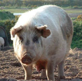 Giải mã gene lợn nuôi phục vụ cho y học và chăn nuôi