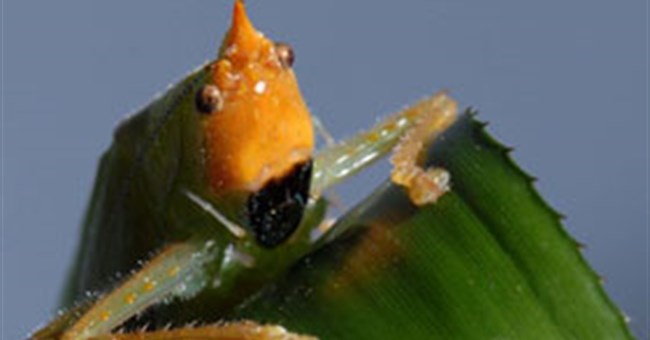 Khám phá thú vị về tai châu chấu