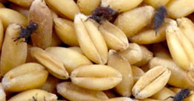 Côn trùng đã "thuần hóa" các vi khuẩn bằng cách nào?