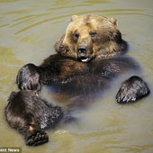 Ảnh đẹp: Gấu nằm ngửa trên ao đón nắng thu
