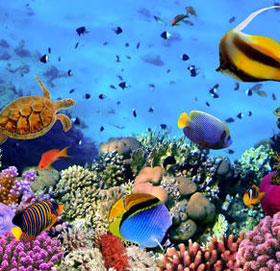 Nhiều loài sinh vật biển chưa được biết đến