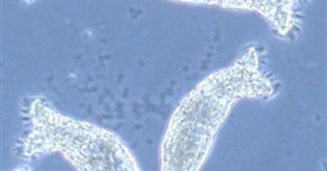 Loài vật bí ẩn “nhịn sex” 80 triệu năm 