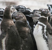 Mô hình đám đông chim cánh cụt tụ tập để chia sẻ hơi ấm