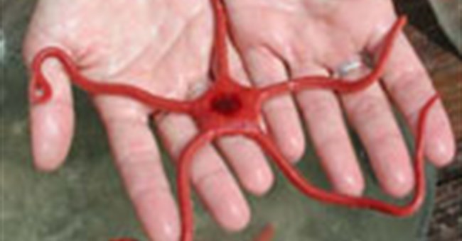 Những loài động vật giống con người