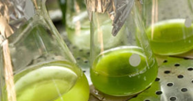 Phát hiện tảo có thể "ăn" cellulose