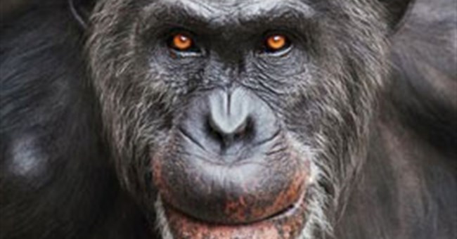 Tinh tinh và đười ươi cũng có biểu đồ hạnh phúc hình chữ U