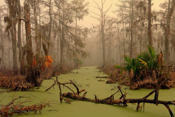Những thân cây có hình dáng ma quái là đặc trưng khiến đầm lầy Manchac ở Louisiana được mệnh danh một trong số những nơi rùng rợn nhất thế giới.