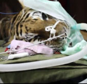 Video: Nha sĩ chữa răng cho hổ