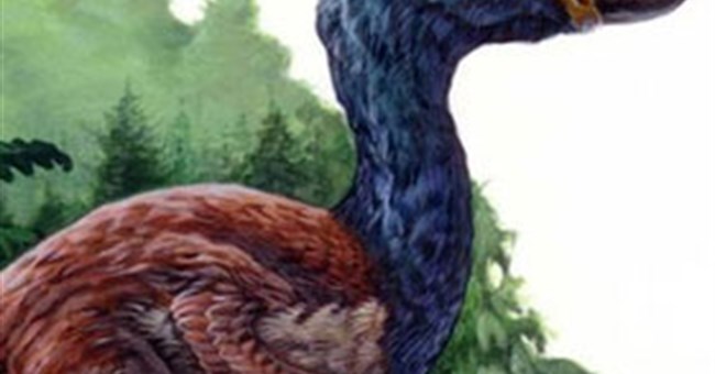 Chim khổng lồ DIatryma không phải là loài ăn thịt