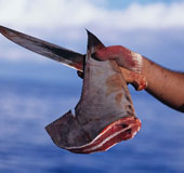 Liên minh châu Âu cấm cắt vây cá mập