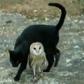 Video: Cú trắng, mèo đen chơi đuổi bắt với nhau