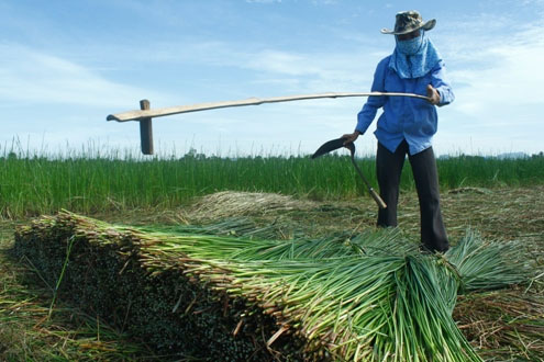 Phục tráng thành công giống cói bông trắng ở Nga Sơn