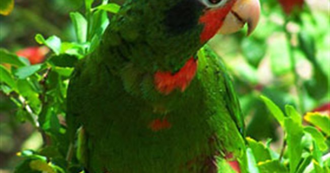 Tại sao vẹt hay bắt chước âm thanh?