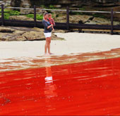 Thủy triều đỏ khiến các bãi biển Australia đóng cửa