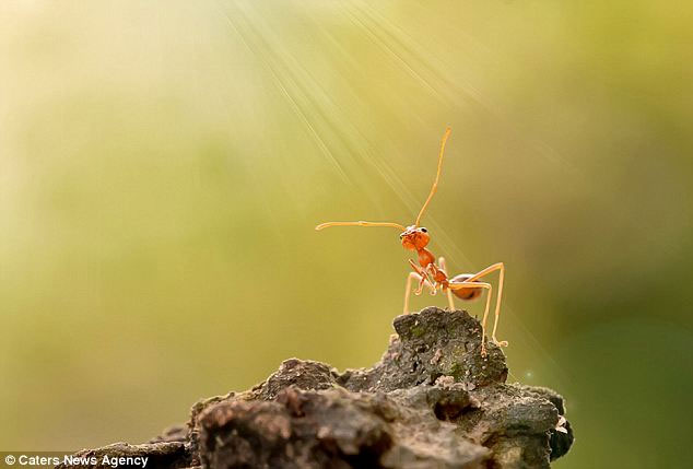 Bức ảnh kiến cầu nguyện trong ánh sáng từ thiên đường.