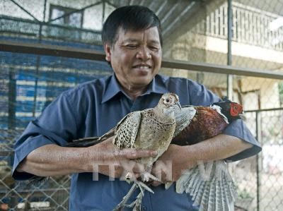 Nuôi thành công loài chim trĩ đỏ trên đất Tây Nguyên