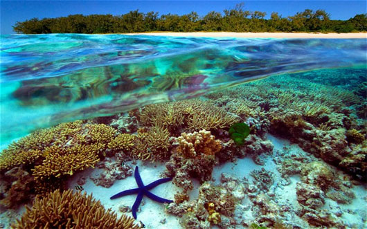 Australia nỗ lực bảo vệ rạn san hô lớn nhất thế giới
