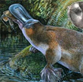 Phát hiện hóa thạch thú mỏ vịt lớn nhất tại Australia