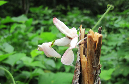 Những loài động vật giống hoa