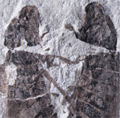Cặp côn trùng “yêu nhau” suốt 165 triệu năm