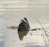 Video: Kền kền mất mạng sau cú đớp "điện giật" của cá sấu