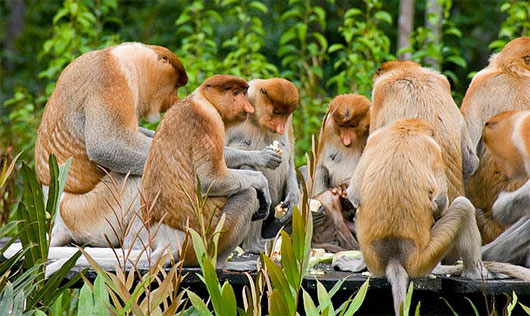 Kỳ lạ loài khỉ có mũi dài ngoẵng và nhại lại như bò