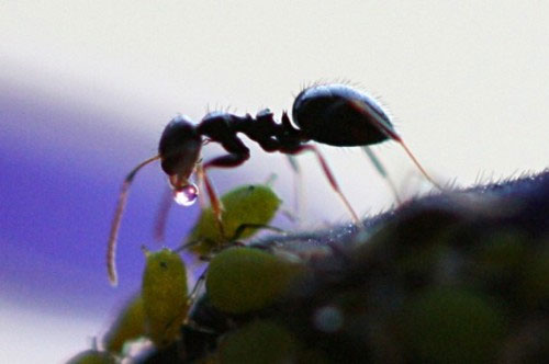 Những điều chưa biết về loài kiến