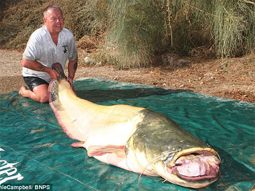 Bắt được cá trê nặng gần 100kg